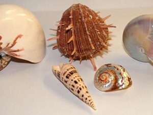 Chambered Nautilus