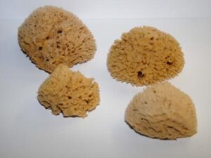 Wool Sea Sponge
