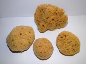 Yellow Sea Sponges