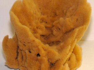 vase sponge